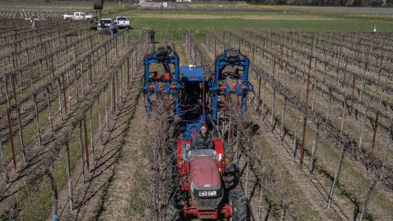 wine mechanization