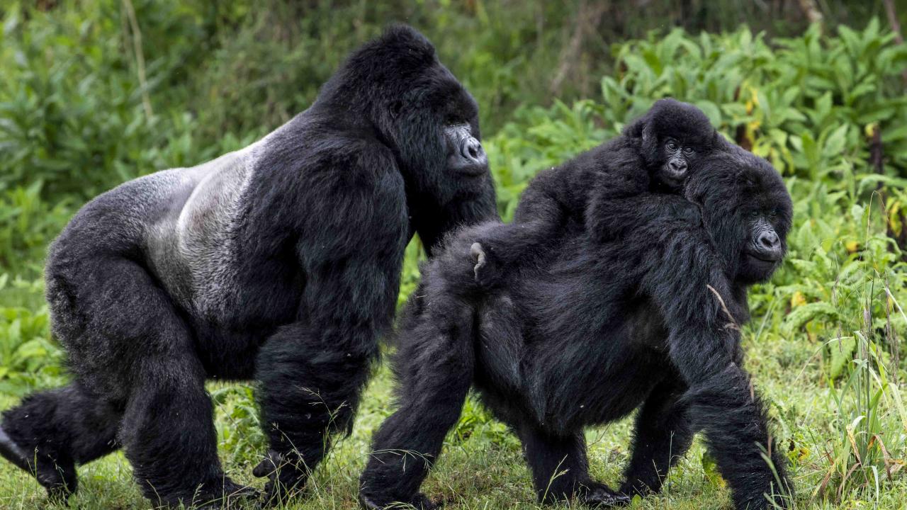 Mountain gorilla family walking in Rwanda forest