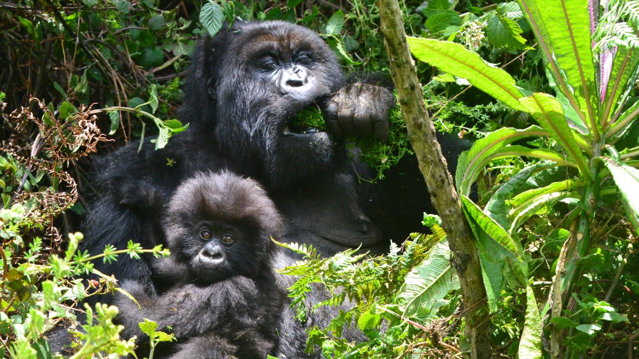 Adult mountain gorilla with infant gorilla in Rwanda forest