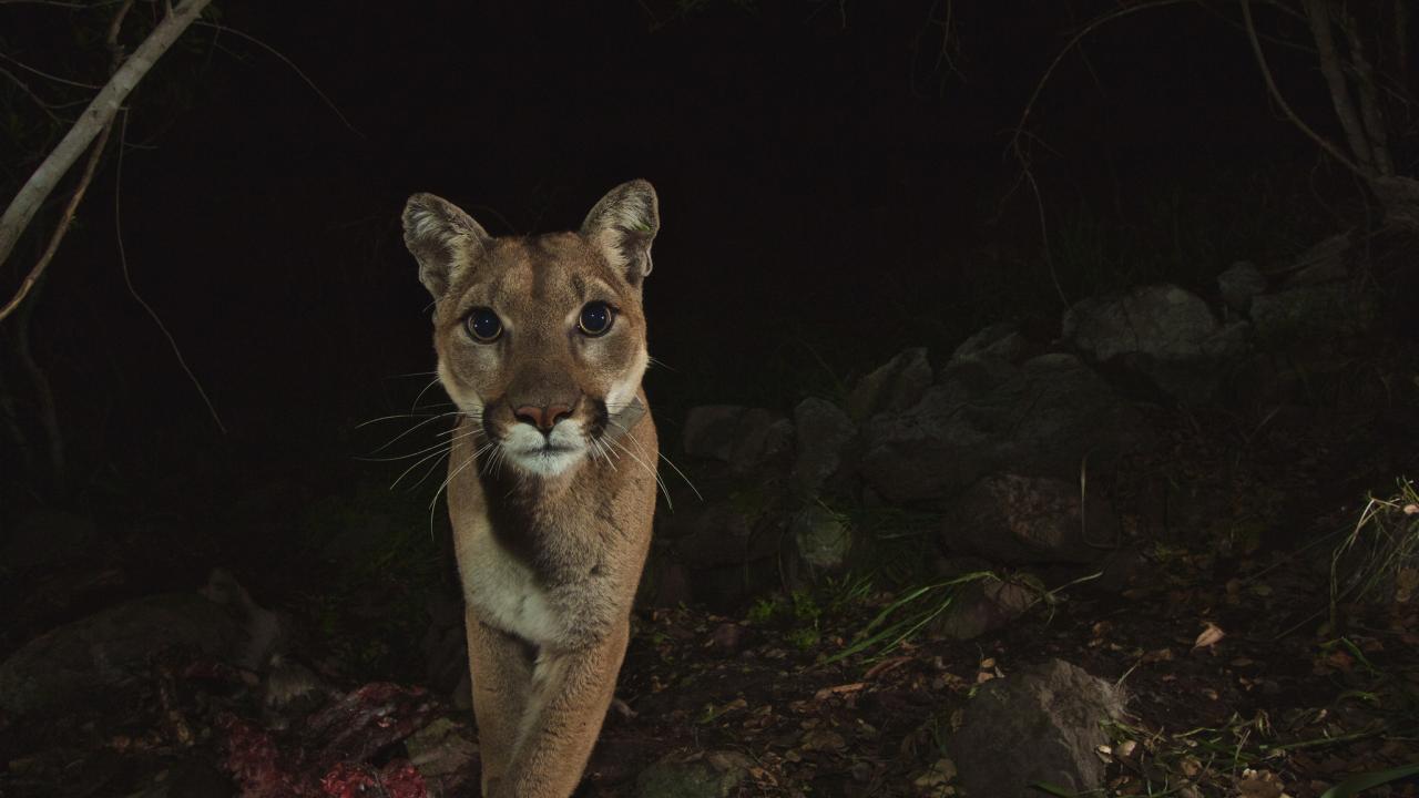 female mountain lion stares at camera while walking in dark woods