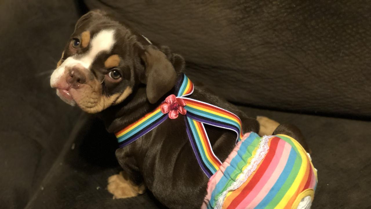 Myrtle, a bulldog puppy, born with spina bifida wearing rainbow striped diapers.