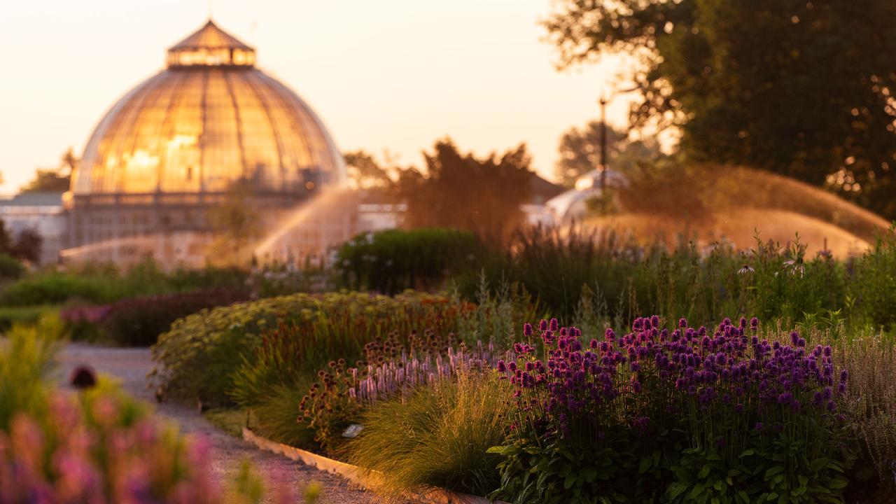 Sunset-lit glass conservatory behind curved flowerbeds and sprinklers
