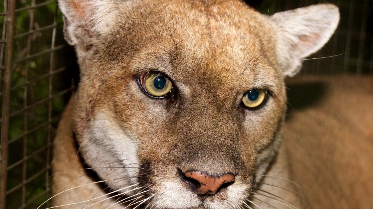 Mountain lion P-22 closeup of face