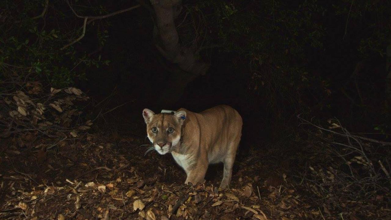 P-22 stares into remote camera on the trail in dark woods