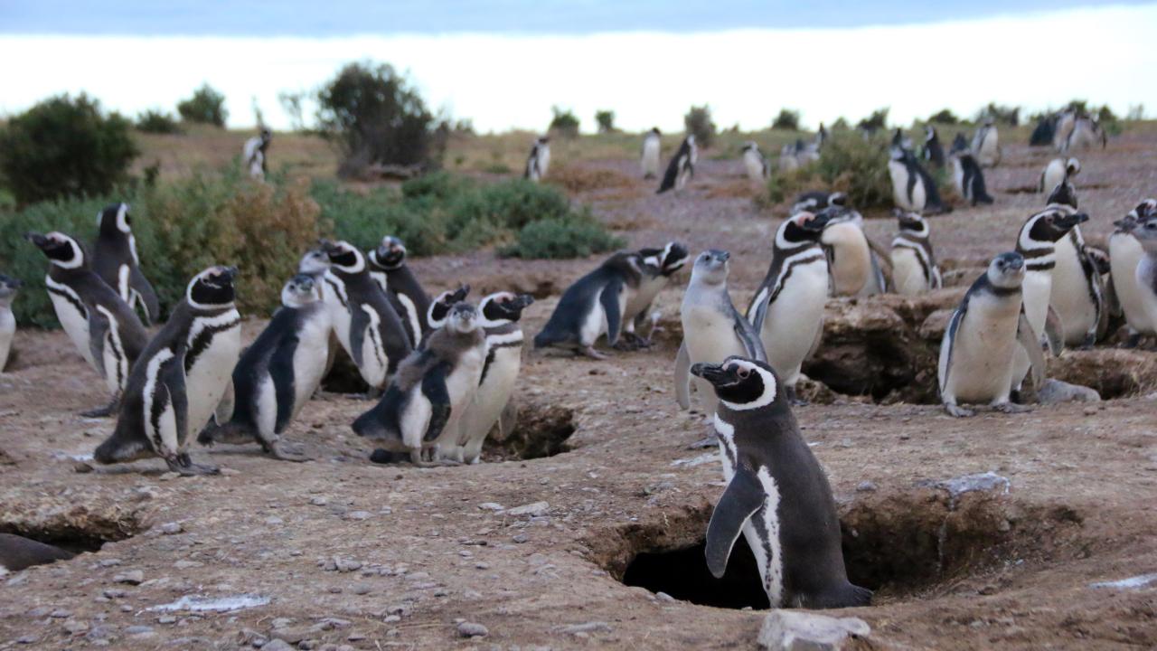 A group of Magellanic penguins gathered around their burrows on a rocky landscape.
