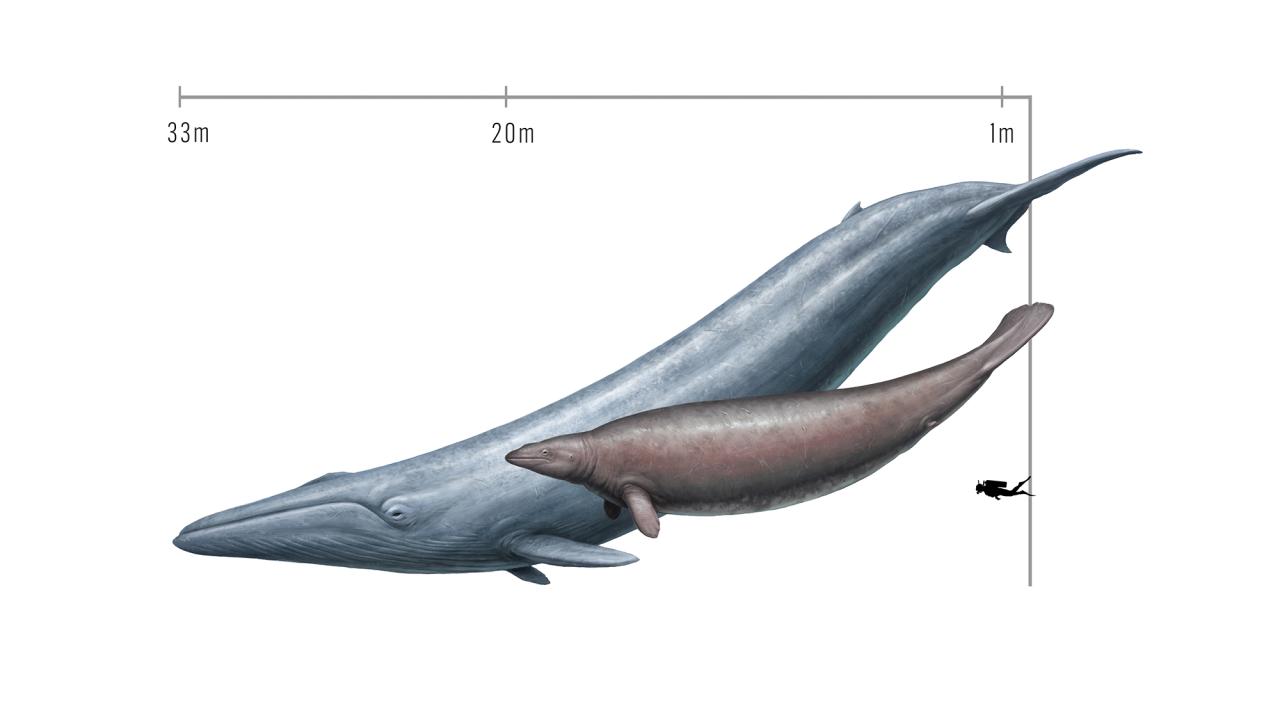 Artistic rendering of two whales against a white background. The blue whale in the background is larger. At right is a silhouette of a scuba diver to scale. 