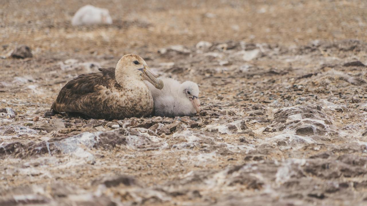 Petrel resting on rocky shore with small fluffy chick curled on its back