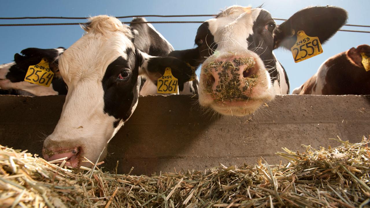 Two black and white cows feed outside under a blue sky