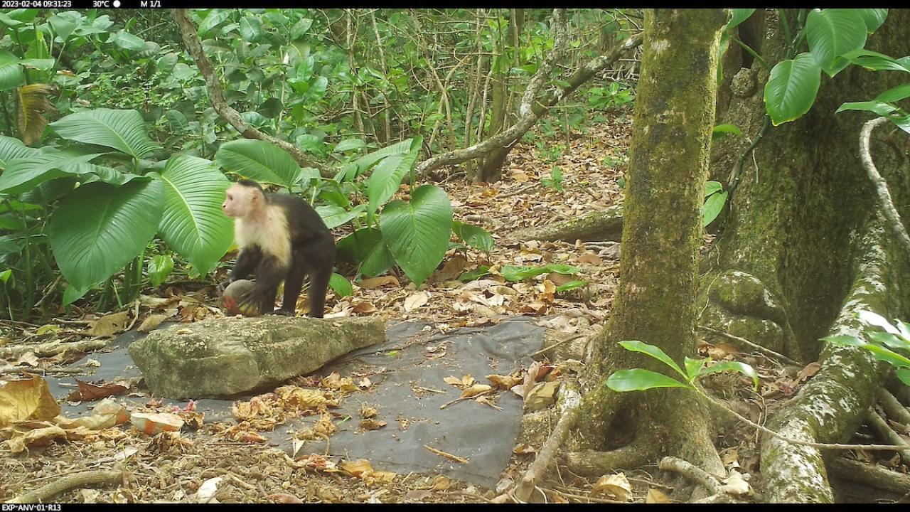 A black and white monkey on all fours holding a large nut or fruit against a background of tropical foliage. 