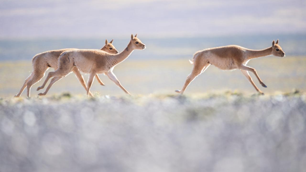 Three vicunas run on open plain