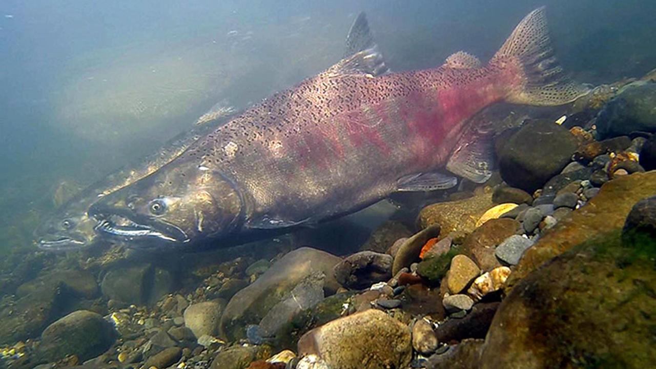 A salmon on a rocky creek bed 