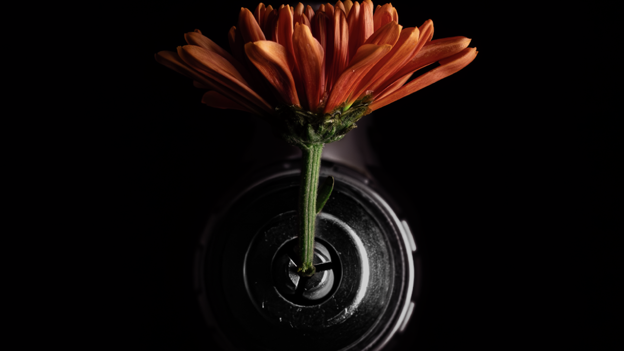 Photo of orange flower on black background