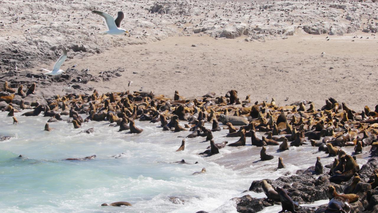 A coastal scene with numerous sea lions resting on rocks beside turquoise waves.