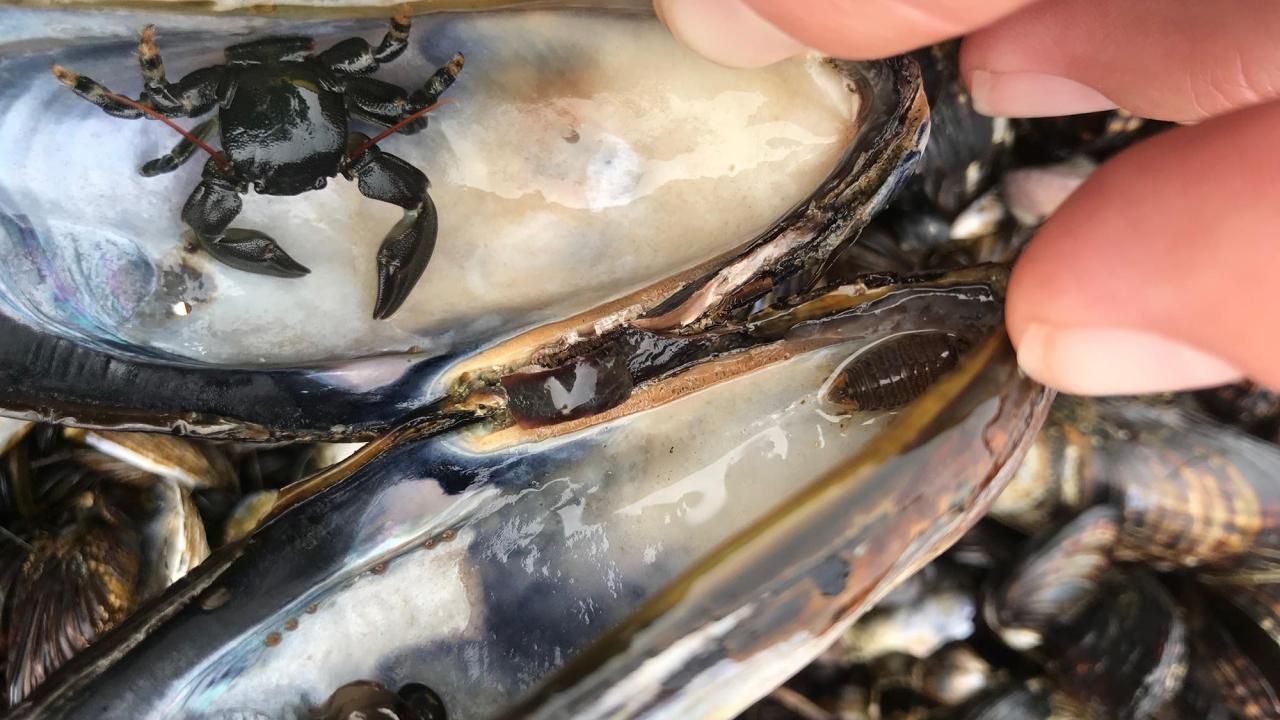 Animals visible as mussel shell held open by hand