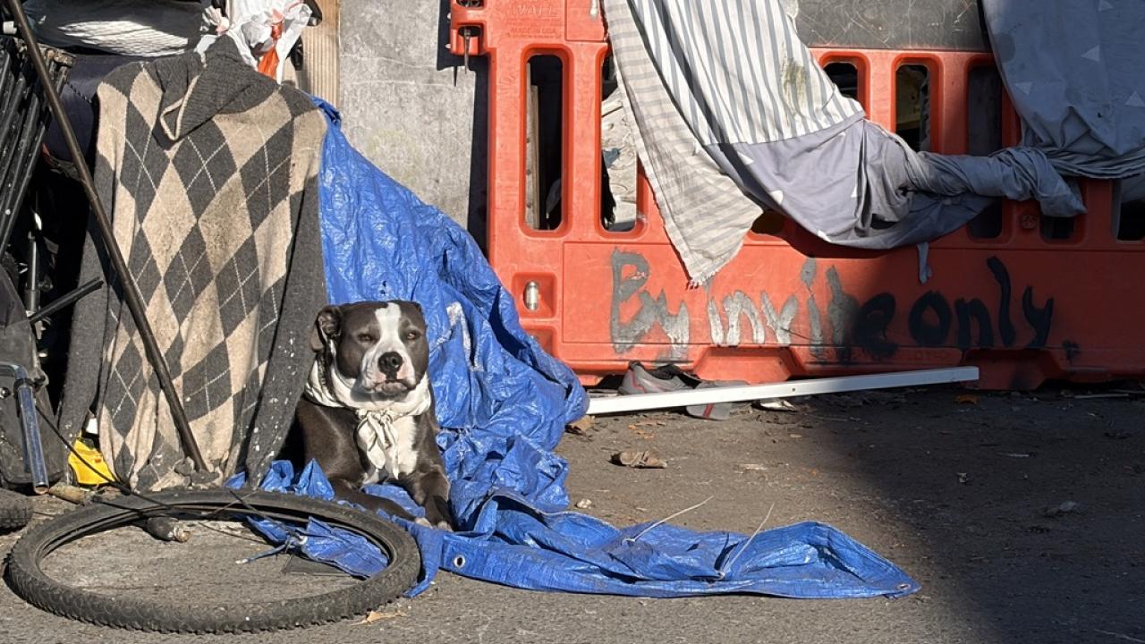 Small white-and-brown dog sitting on blue tarpaulin sits in a homeless encampment in Berkeley. UC Davis researchers are investigating cases of leptospirosis in dogs in homeless encampments and providing vaccinations. (UC Davis) (UC Davis)