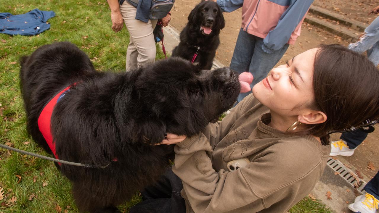 Student pets a fluffy black dog
