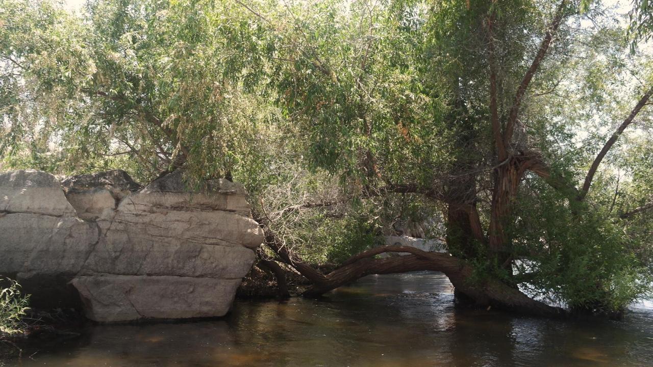 A tree stretches over a creek next to a large rock and dense green foliage.