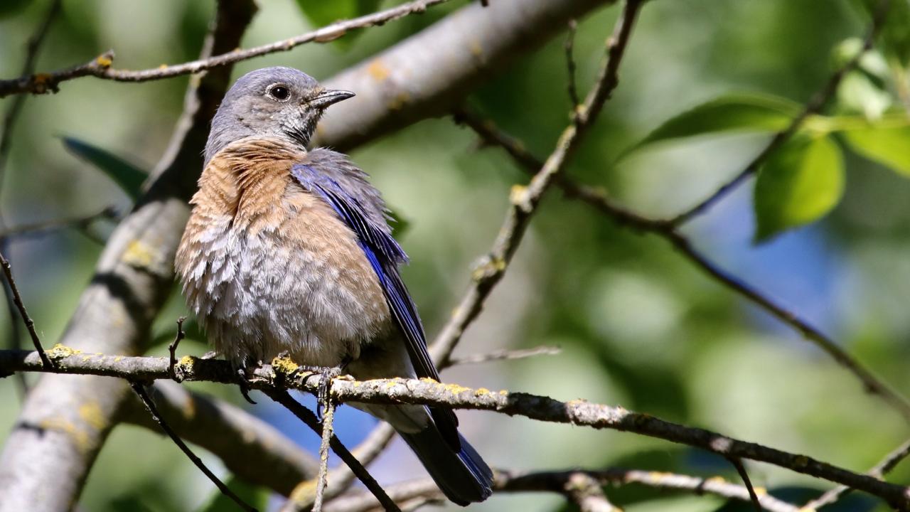 Western bluebird on tree branch