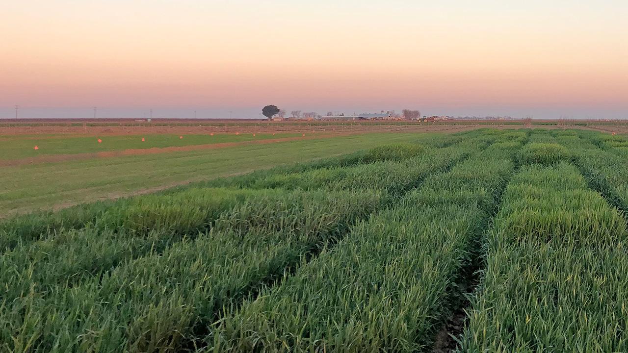 Green crop rows and a lone tree under pastel sunrise sky. Researchers at UC Davis found that the benefits of planting winter grain crops outweigh the benefits of leaving the land fallow, creating an option for California farmers facing the loss of groundwater. (Maya Shydlowski / UC Davis)