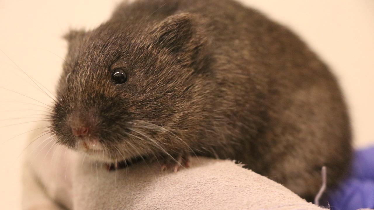 adult vole in hand of wildlife veterinarian