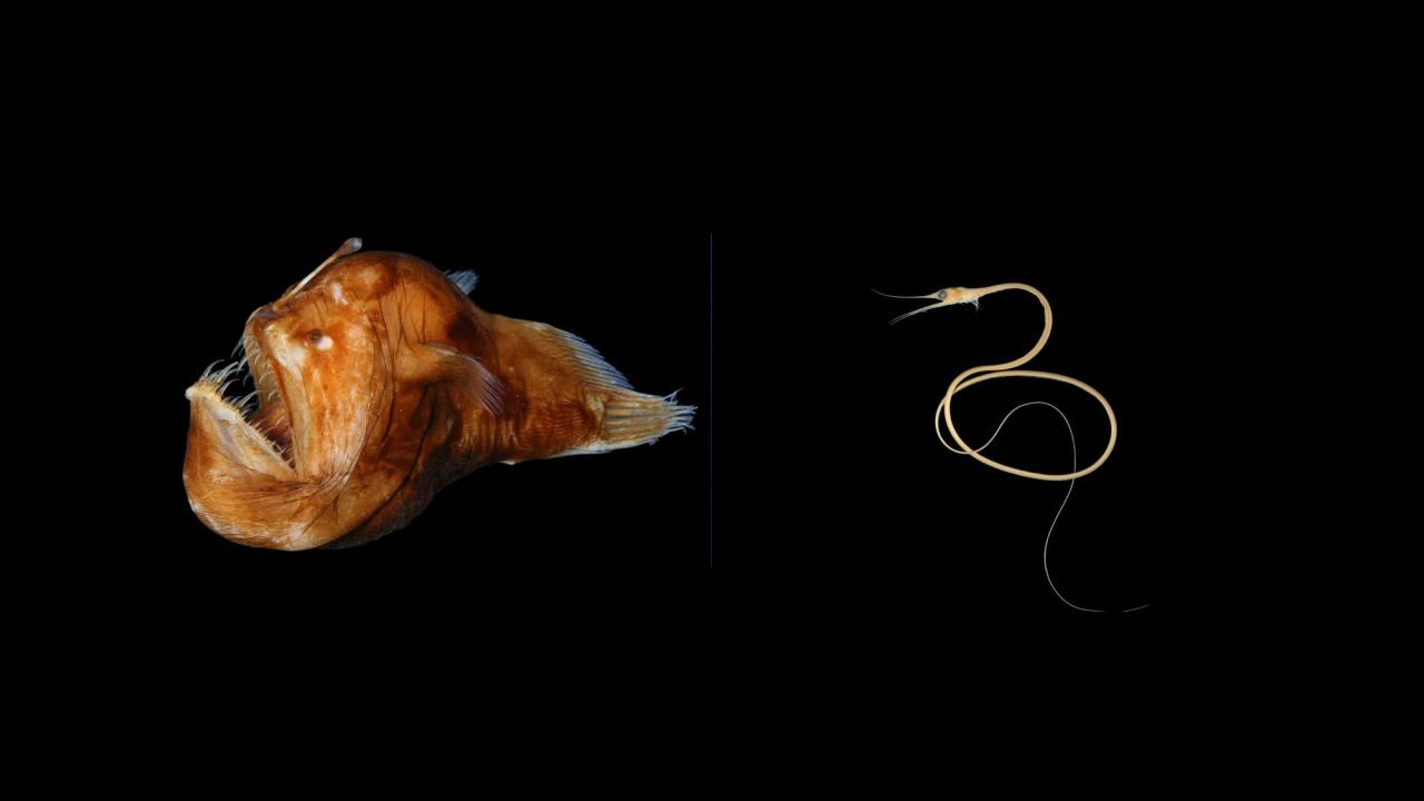 Two weird fish side by side