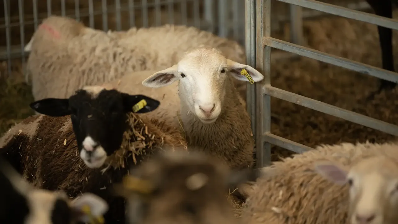 White ewe staring from pen with black-faced lamb and other sheep