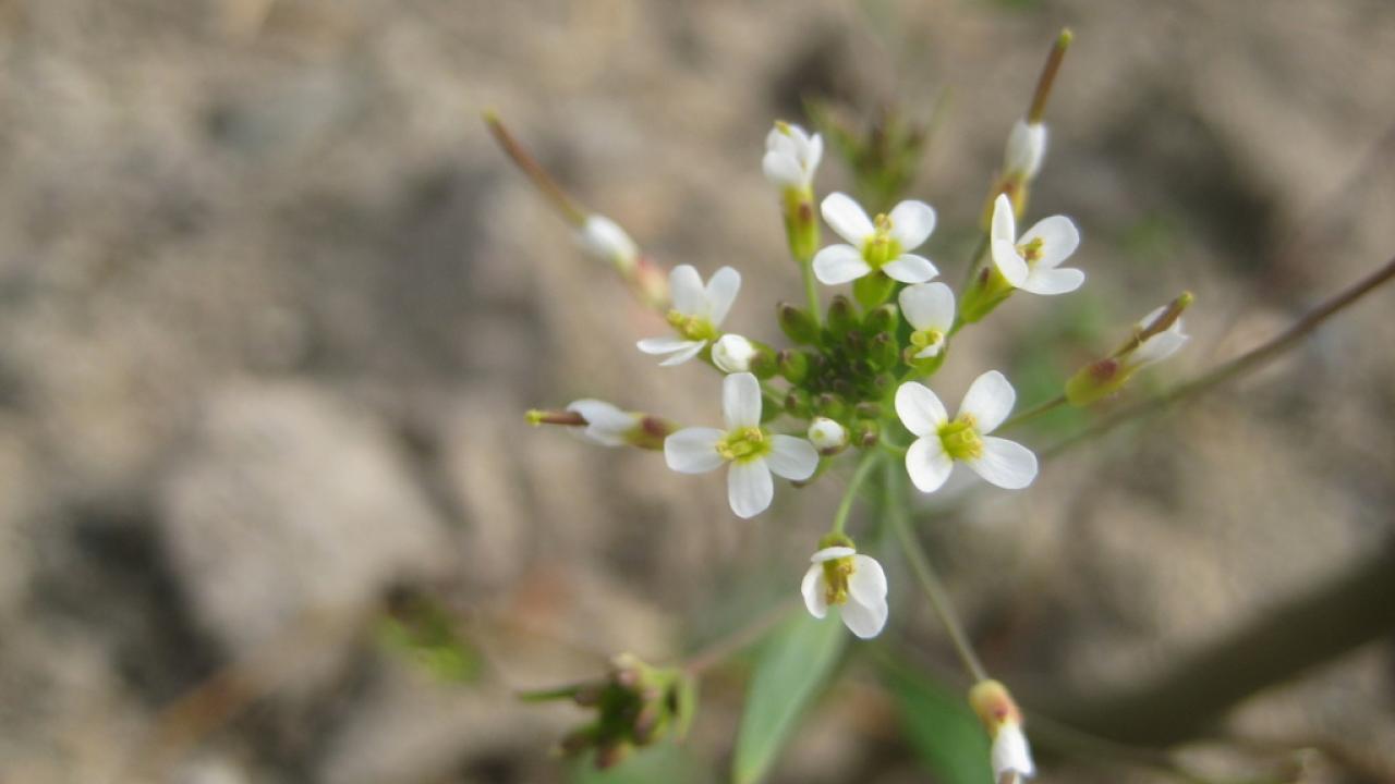 Photo of Arabidopsis thaliana, or thale cress, a small, flowering weed