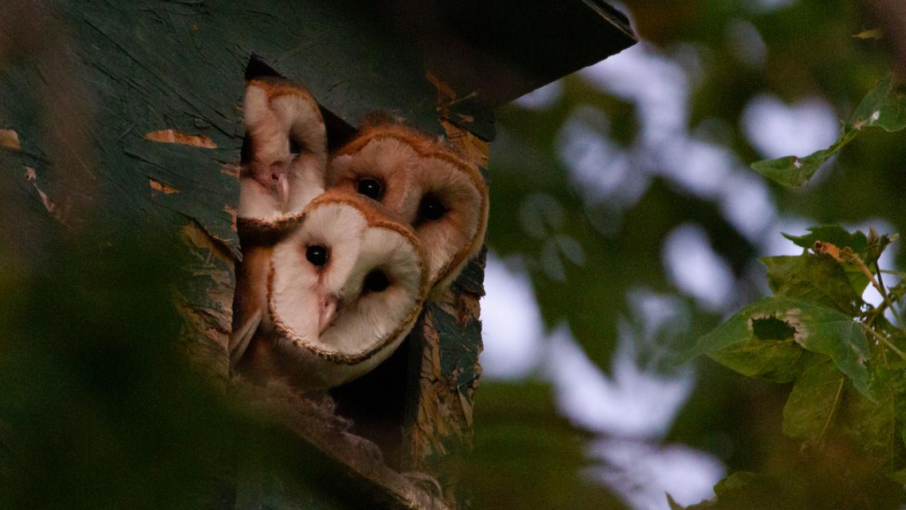 Three barn owls peek out of a nest box in a tree