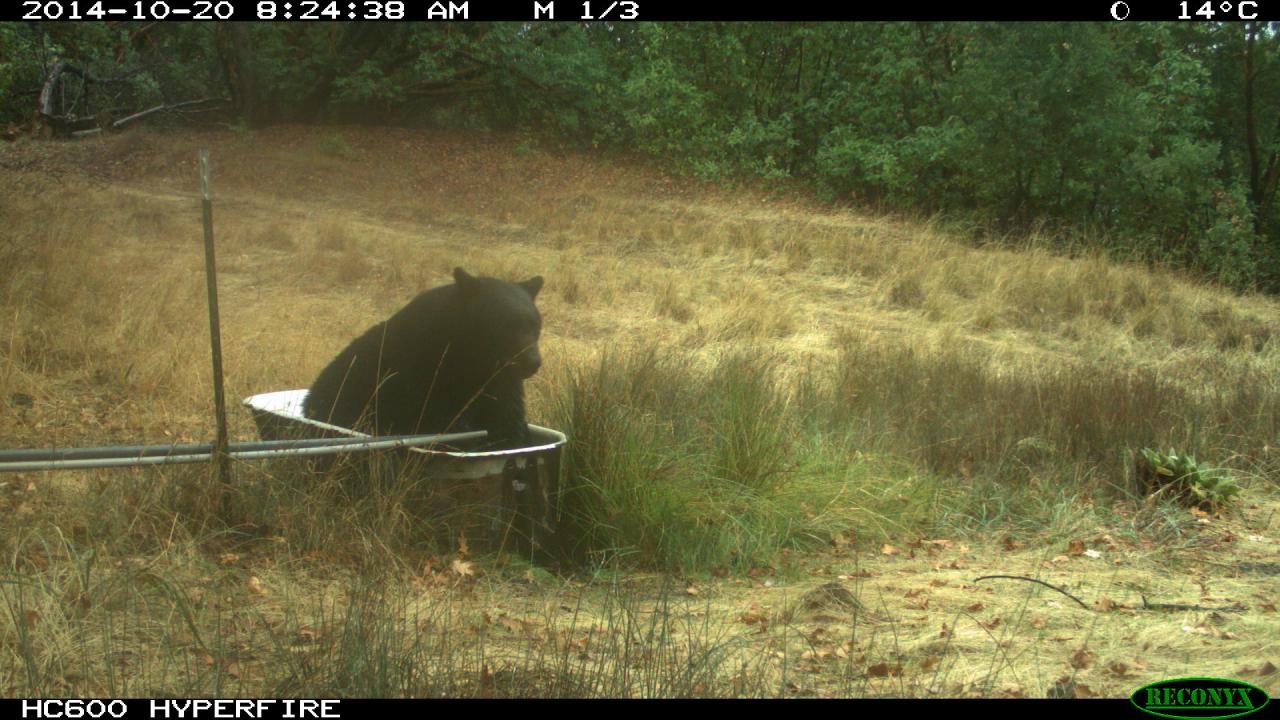 bear sits outside in bathrub