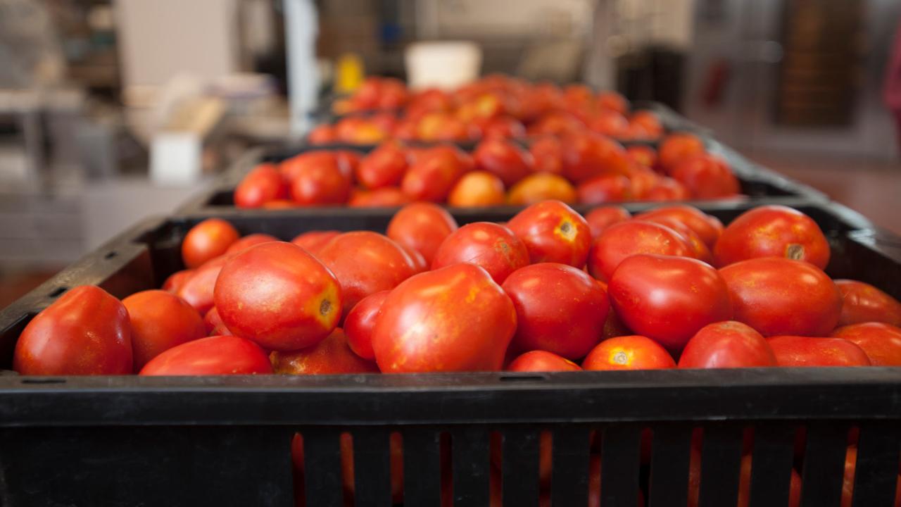 Bin of tomatoes