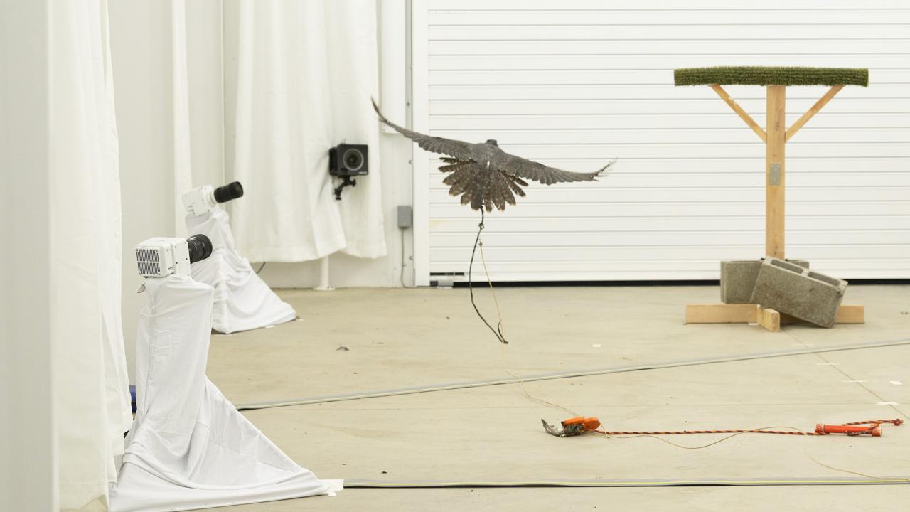 A bird flying in a spacious indoor area with white curtains and a wooden perch.