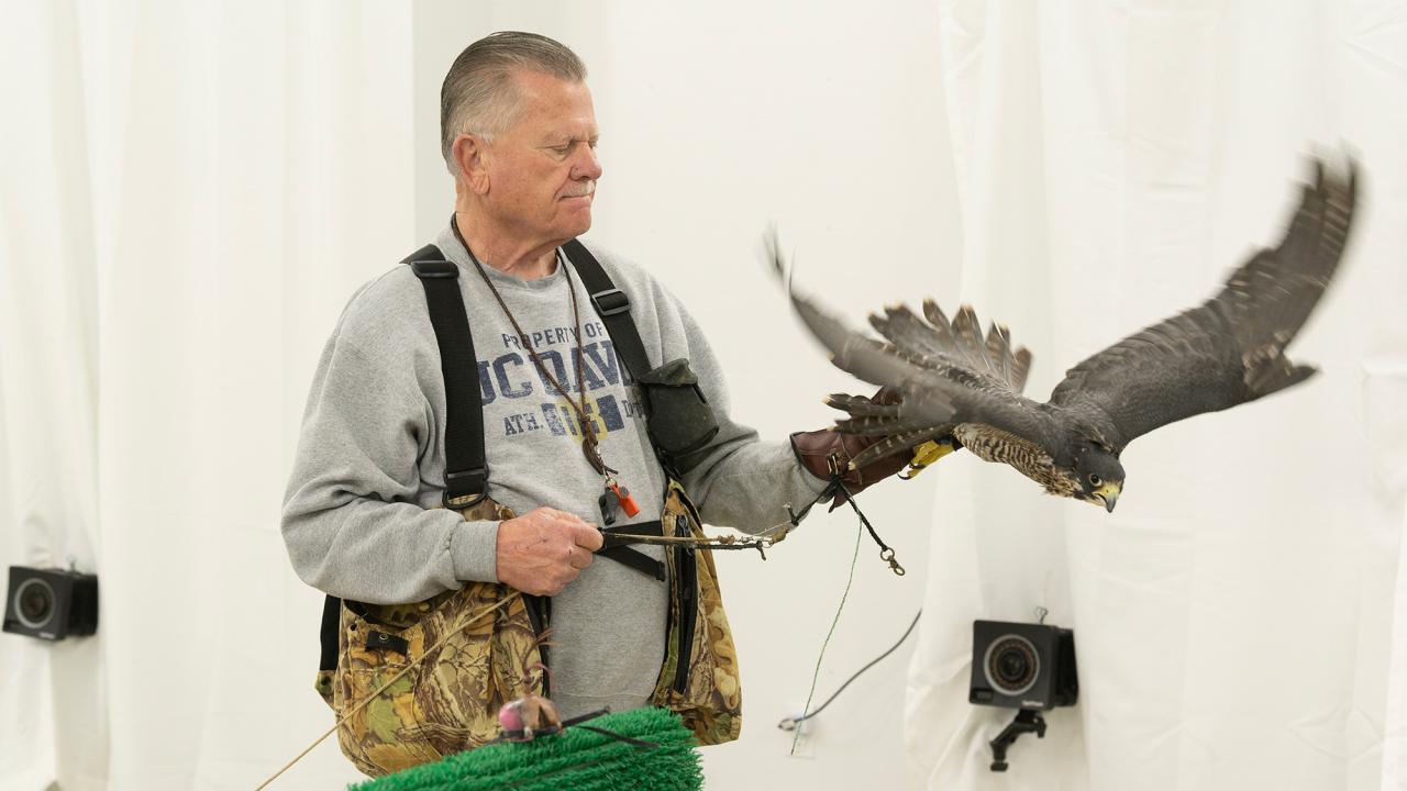 A person in a gray sweatshirt holds a peregrine falcon on their arm, with a neutral background.