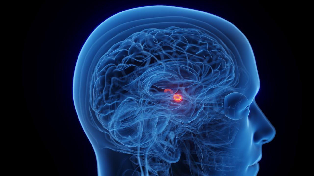 Medical illustration of translucent blue head showing brain with red highlighted deep region, called the amygdala. UC Davis researchers have found that increased amygdala activity when looking at a face predicted increased peer involvement for girls, but less peer involvement for boys.(Adobe Stock)