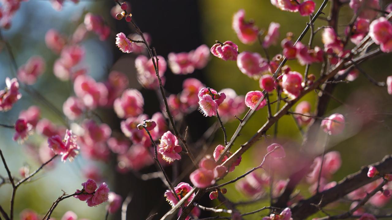 Cherry blossoms on campus