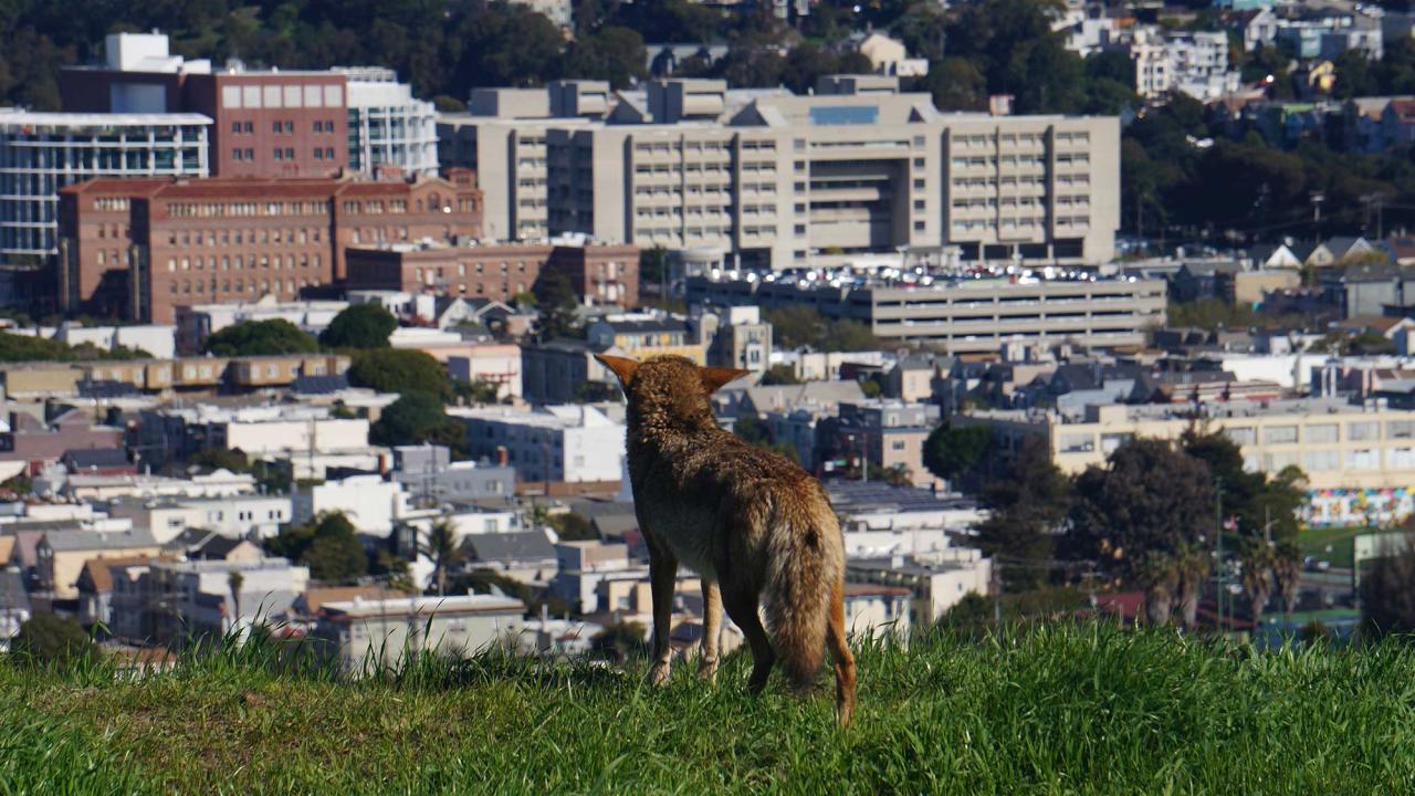 A coyote stands on a grassy hill overlooking a densely built urban area, with a mix of residential buildings and large institutional structures in the background, likely part of a cityscape such as San Francisco.