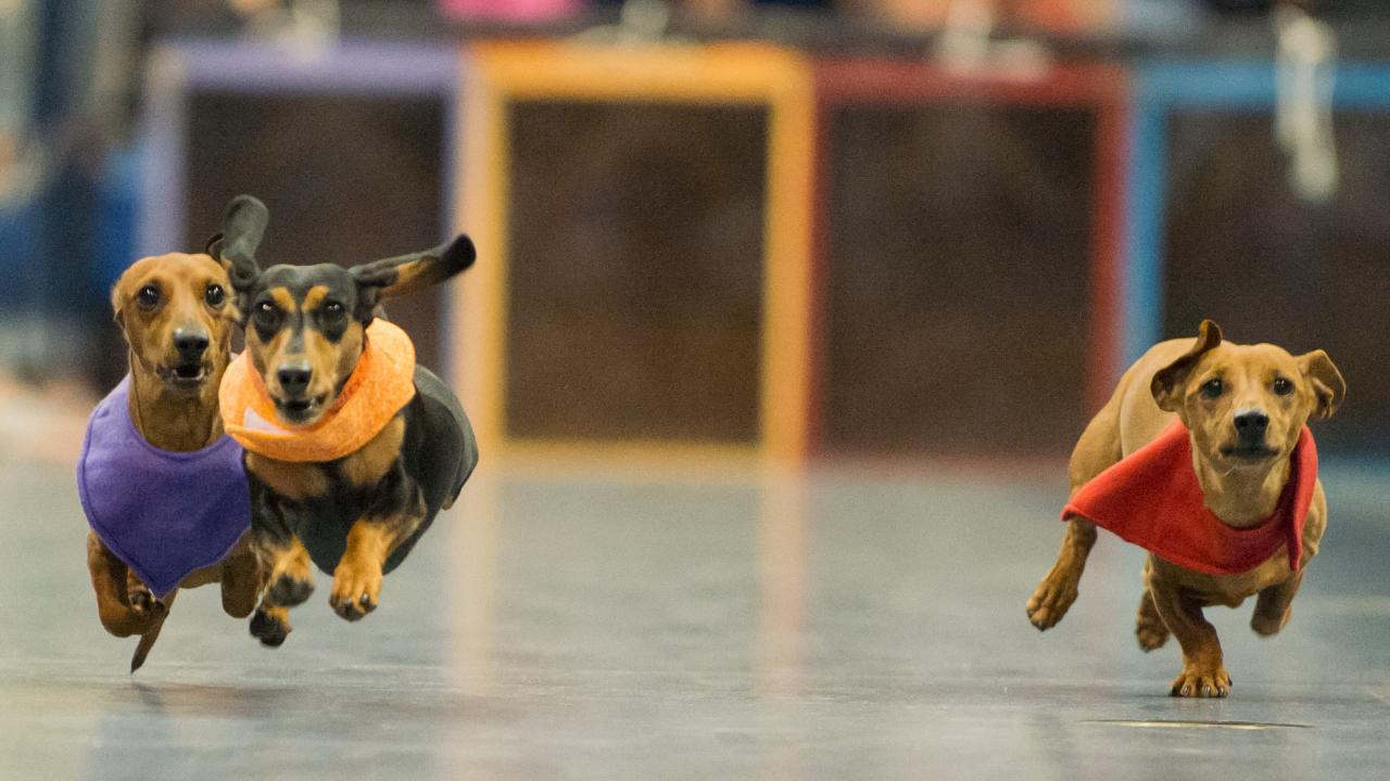 Three dachshunds in a Doxie Derby race, 2013