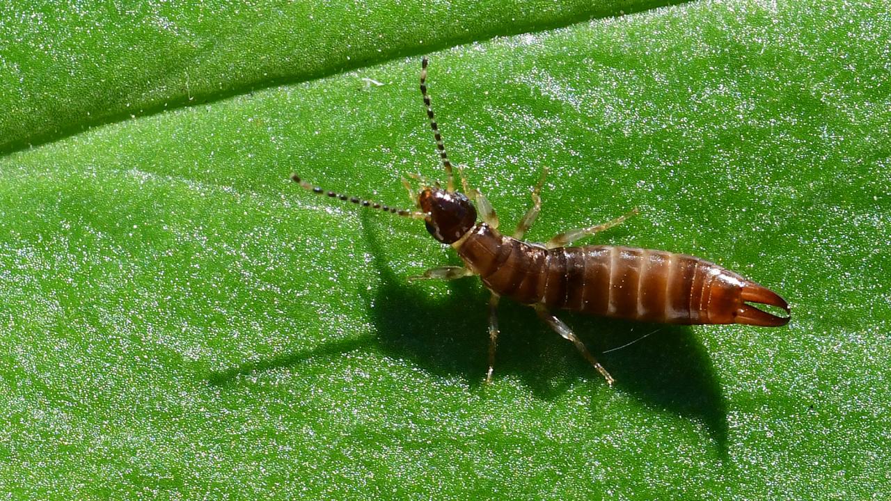 Photo of a small brown insect on a bright green leaf