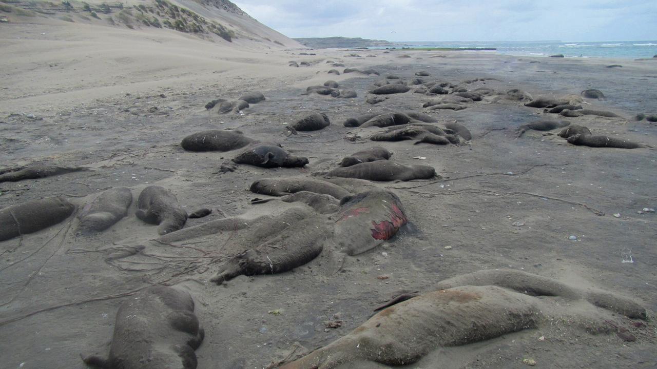 many dead elephant seals lie on beach Argentina, victims of bird flu outbreak