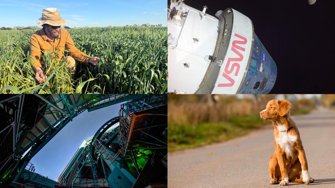Four-photo collage: farmer harvesting in field; space capsule; telescope from inside observatory; brown dog on road