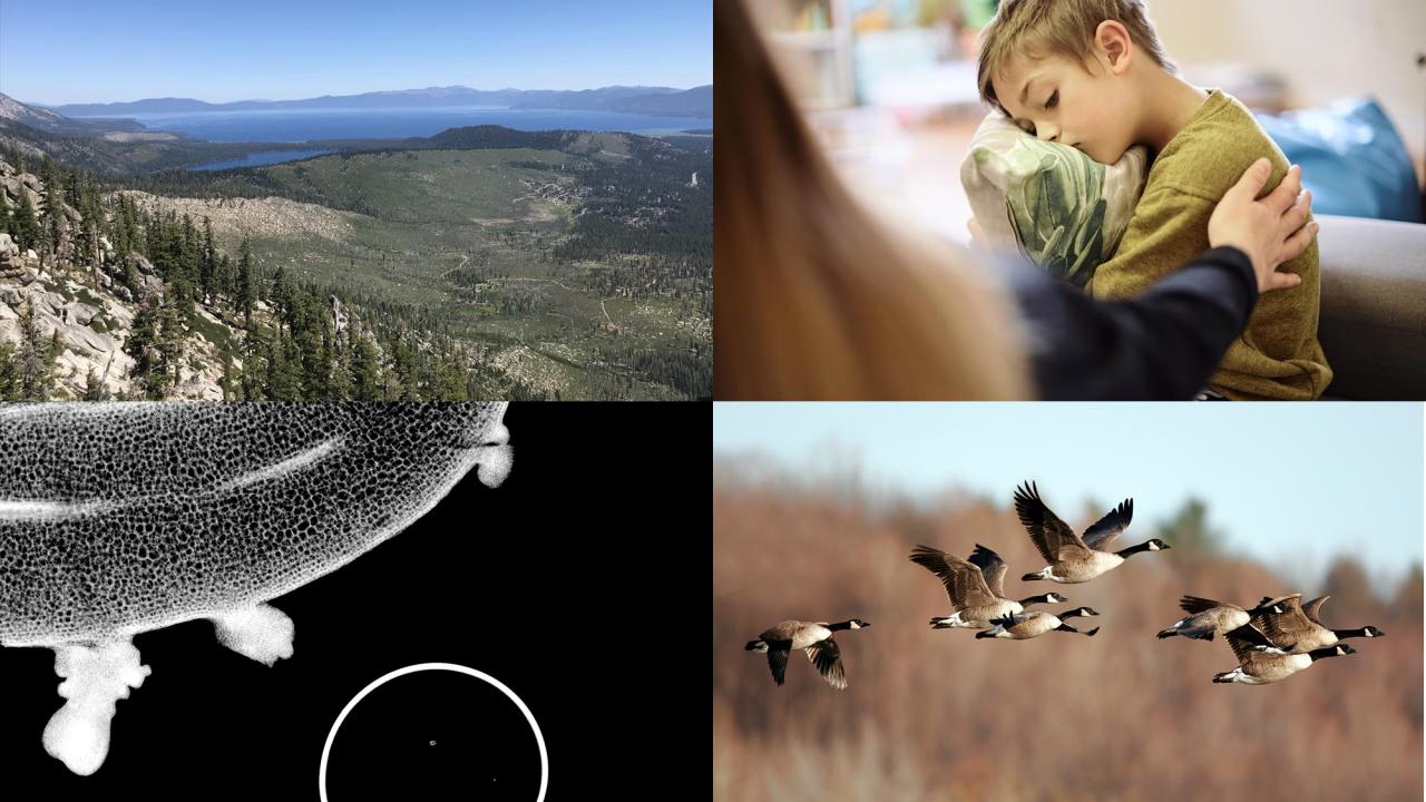 Collage: mountain lake and forest; adult comforting child; plant tissue micrograph; geese in flight