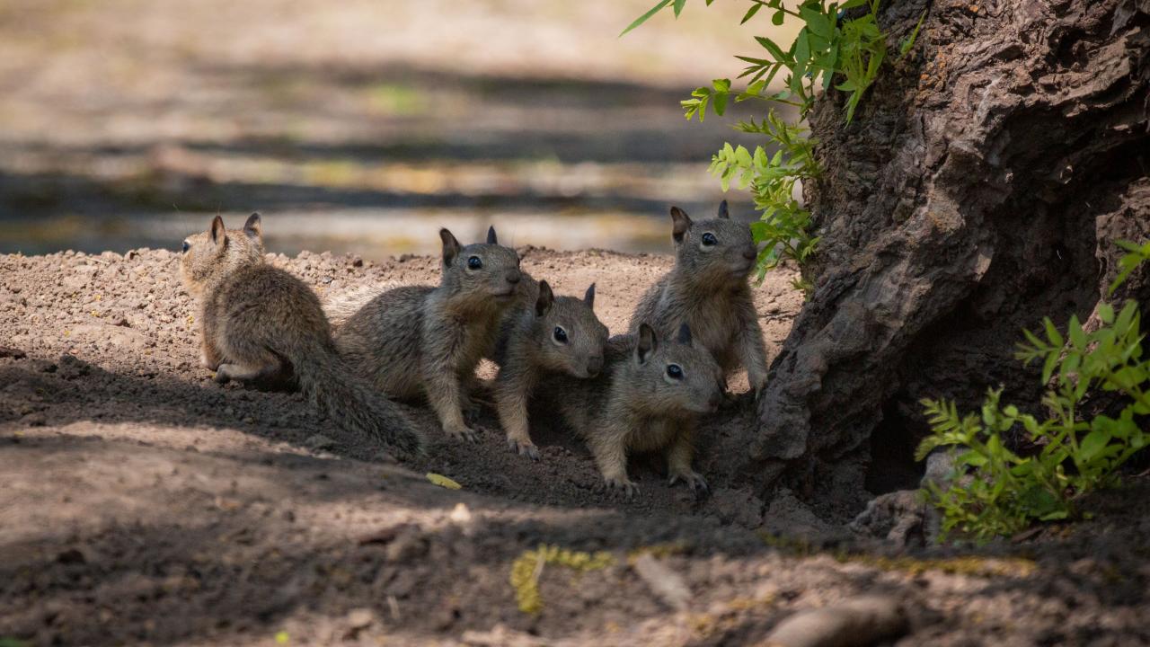 Four curious squirrels huddled at a tree root on a sunlit dirt path, photo