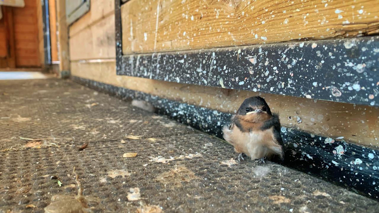 Young swallow fledgling sitting on gritty threshold under a painted wooden door