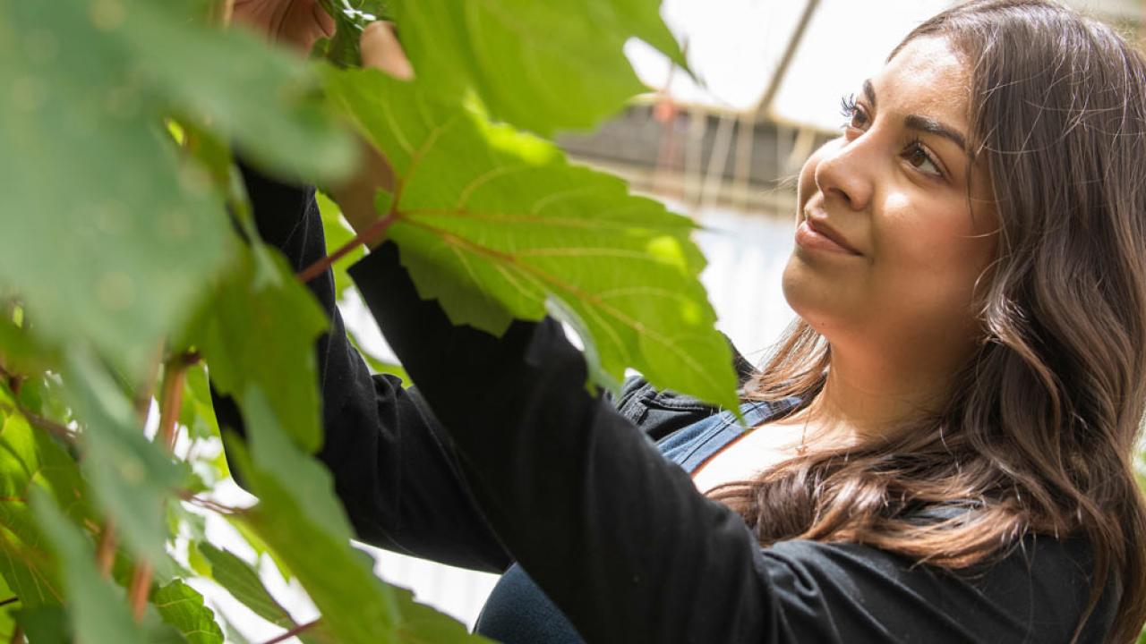 A Plant Biology student investigates the leaves of a greenhouse plant