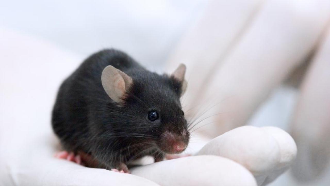 Black lab mouse in the palm of a gloved hand