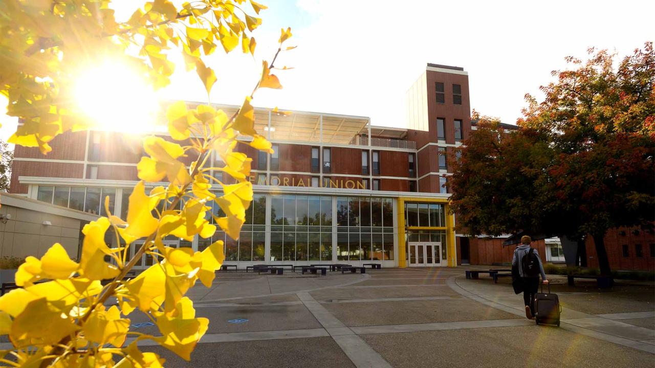 A ginkgo biloba tree shows yellow leaves outside the Memorial Union