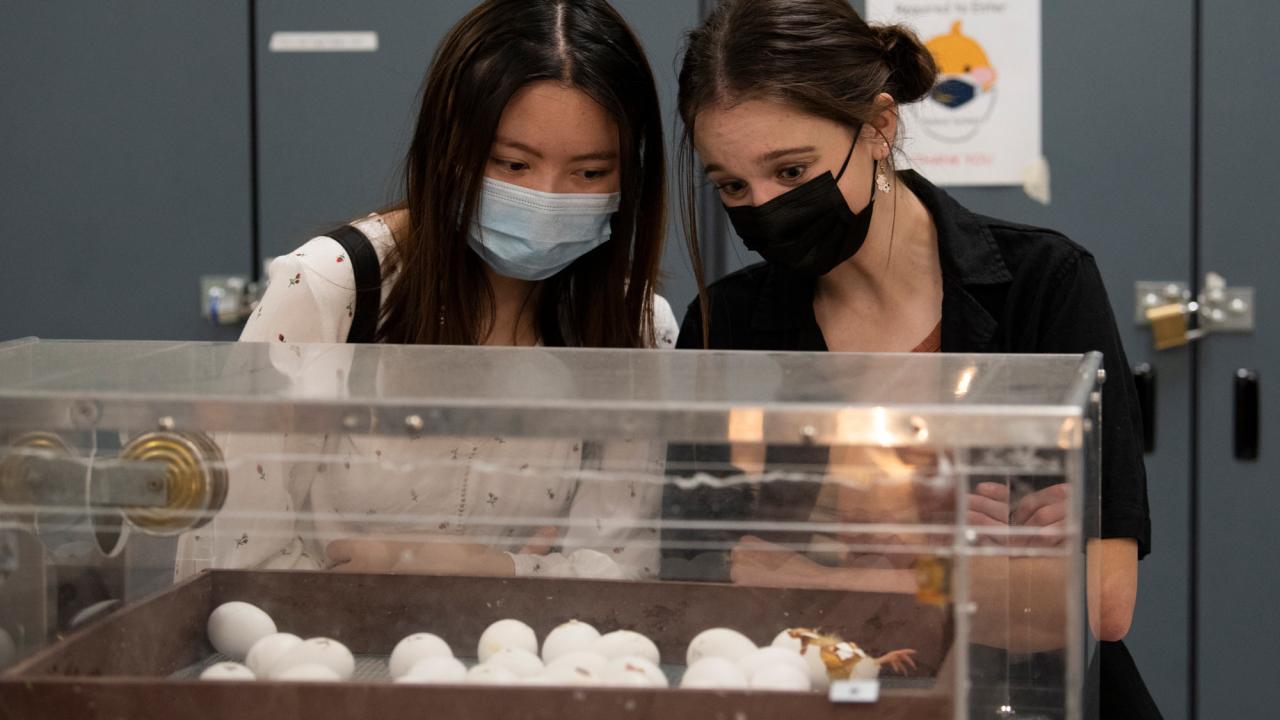 Two people in masks watch chickens hatch