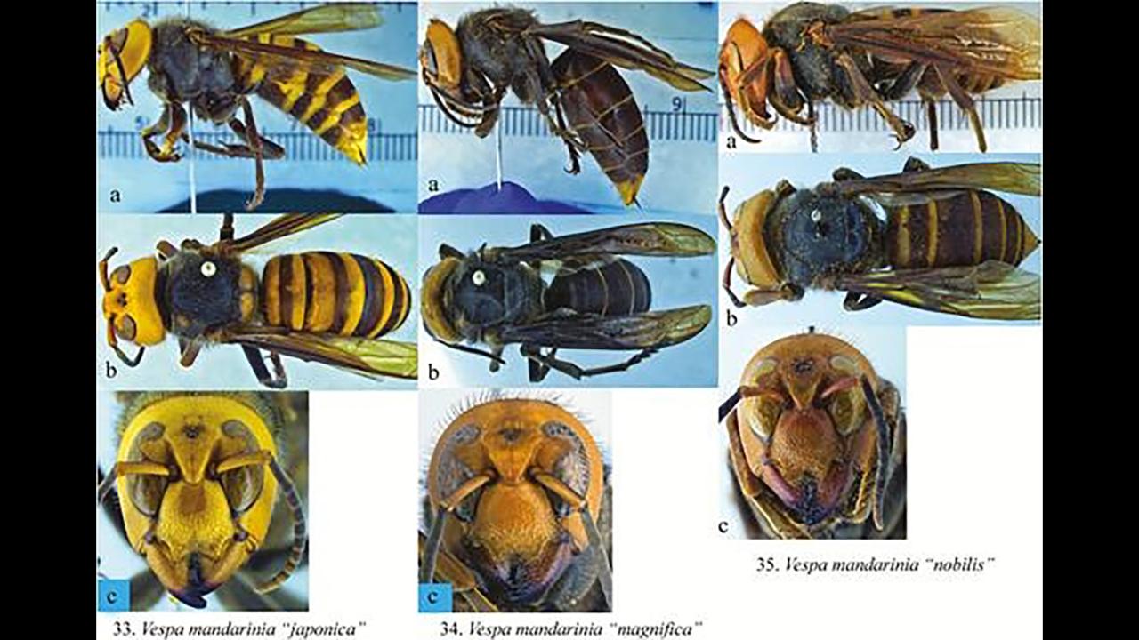 Nine hornets in a grid