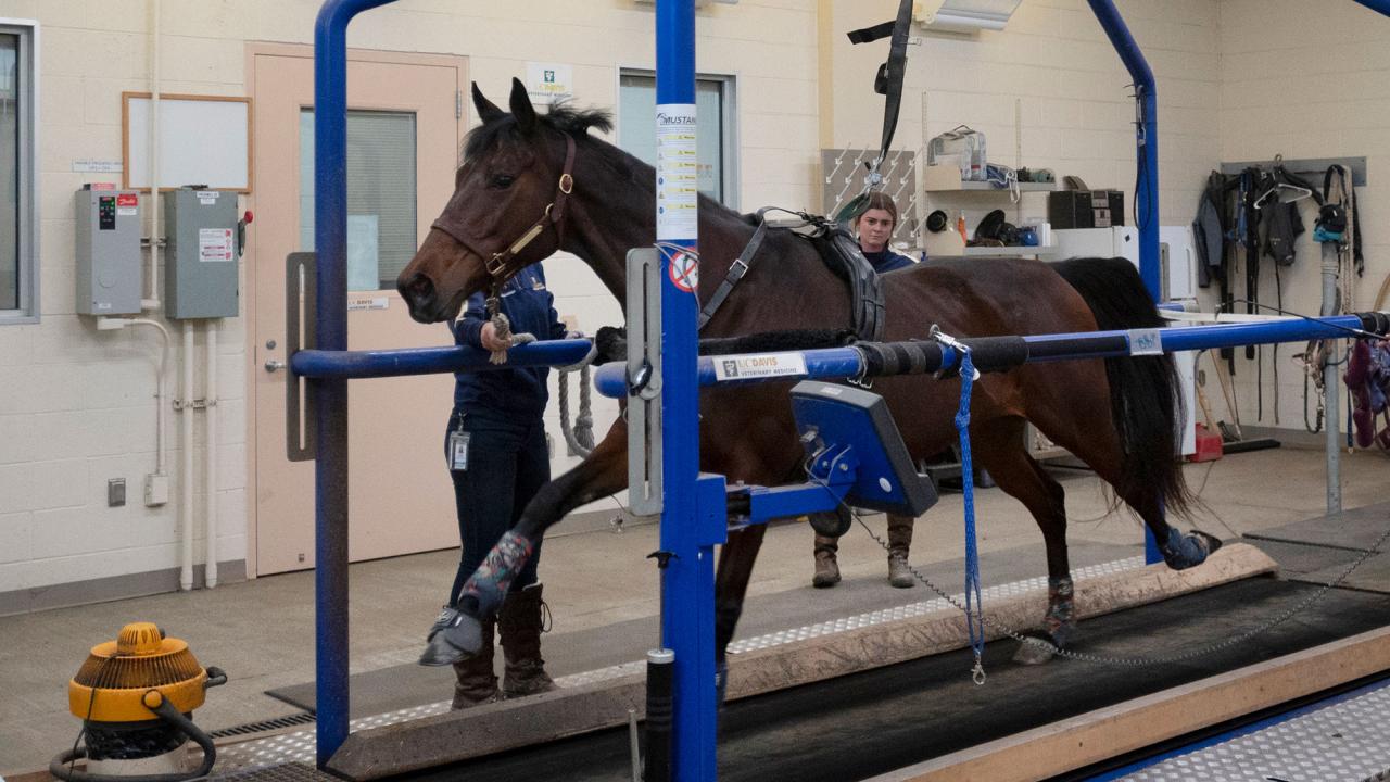 A horse on a treadmill inside a building