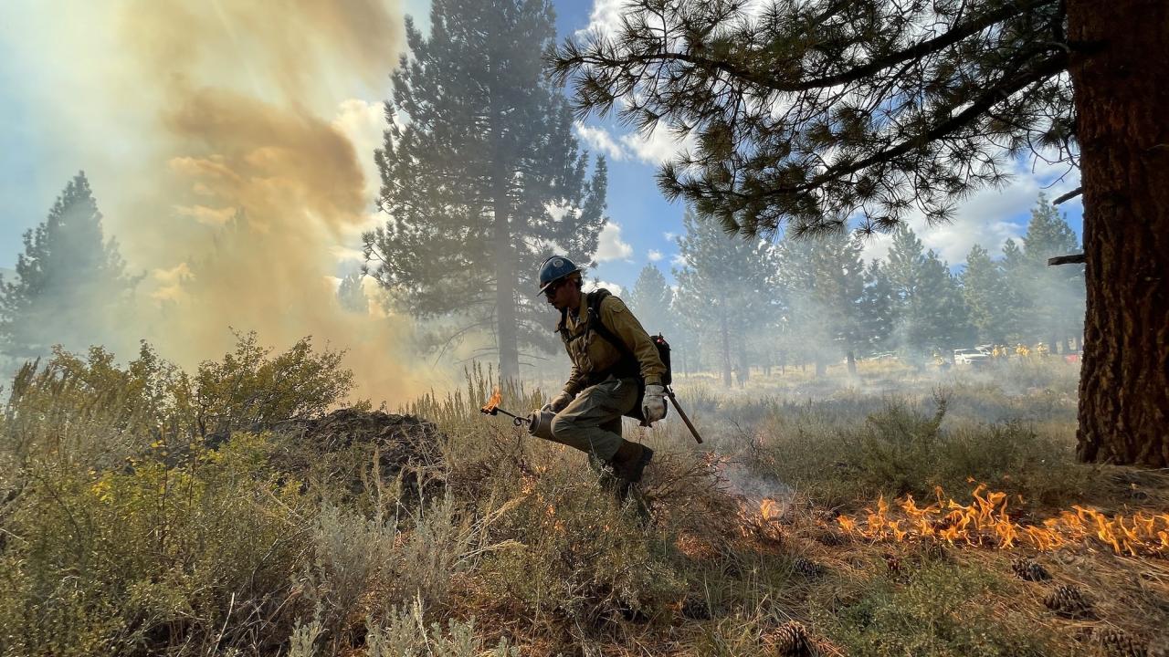 Firefighter walking through a smoky forest, managing controlled burns among tall trees. Sierra hotshot crew member lighting a test burn in Inyo National Forest, approximately one mile east of Mammoth Lakes, CA. on October 3, 2023. (USDA Forest Service Photo by Lisa Cox)