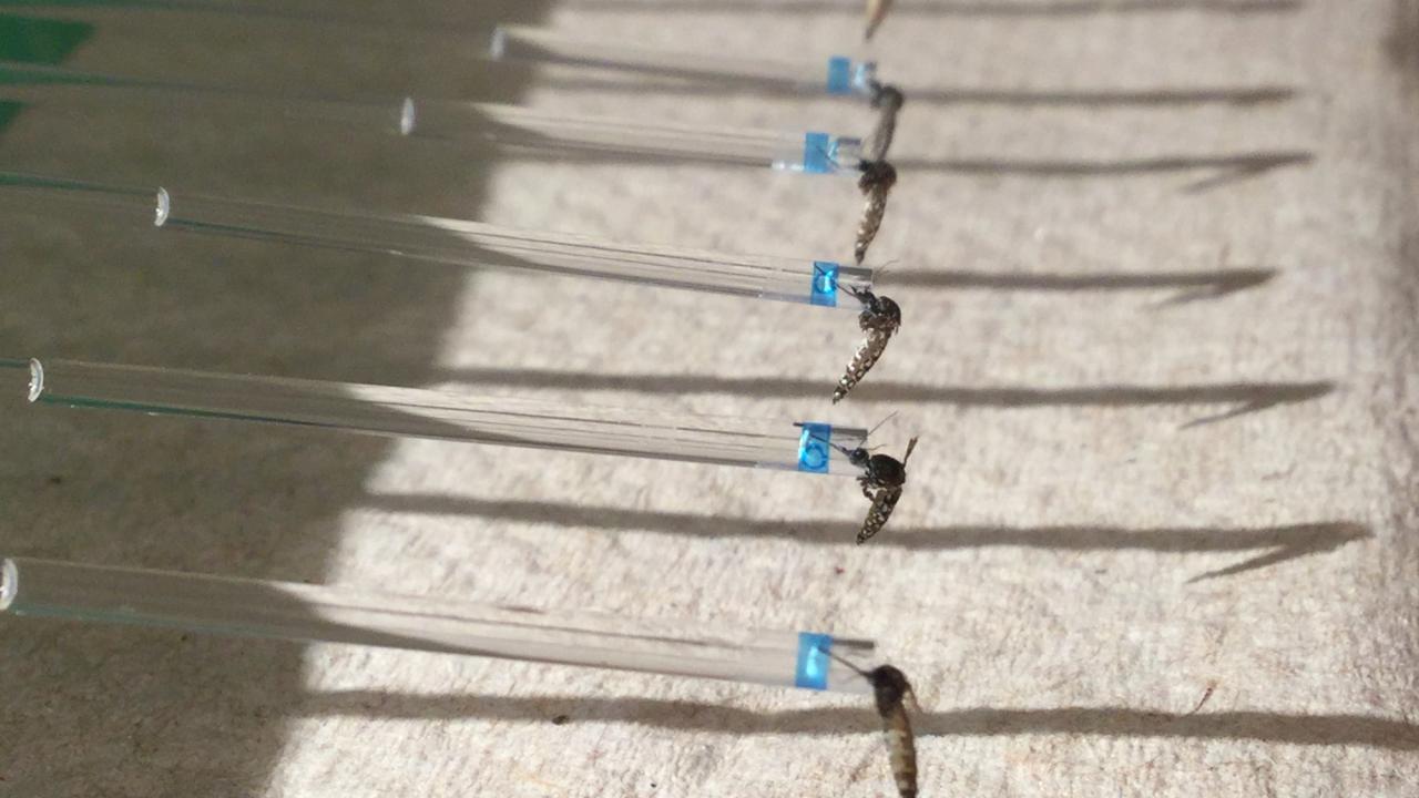 Mosquitoes 
